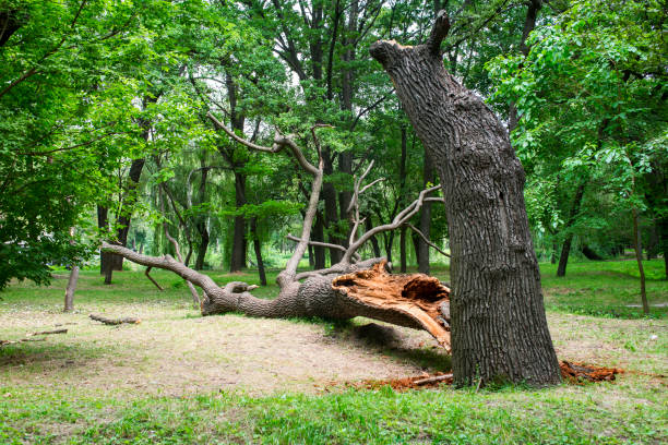 How Our Tree Care Process Works  in  Glandorf, OH