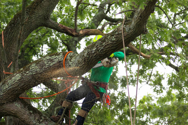 How Our Tree Care Process Works  in  Glandorf, OH