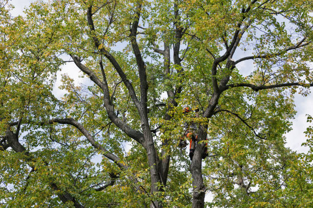 Professional Tree Care in Glandorf, OH